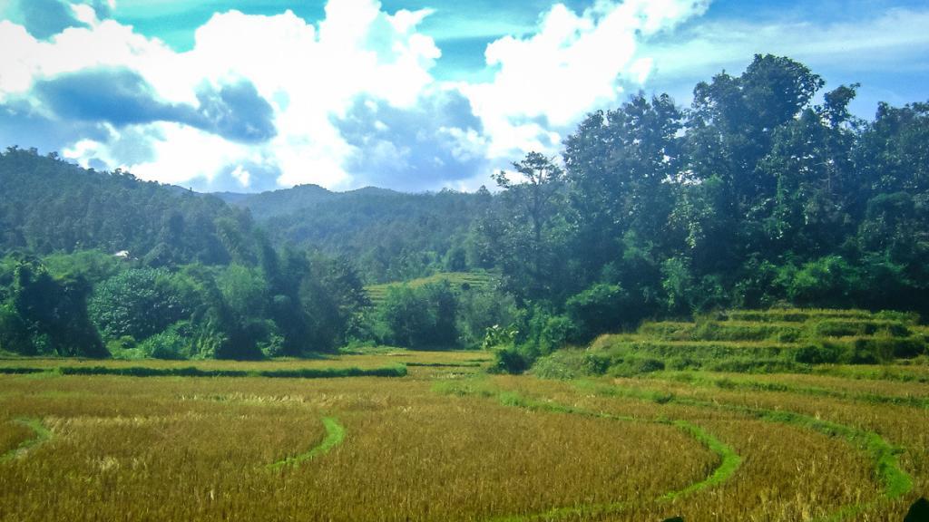 rondreis thailand 3 weken rijstevelden