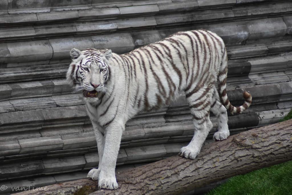 pairi daiza leukste dierentuin belgie binnen dierentuin beste dierentuin mooiste dierentuin pairi daiza hotel