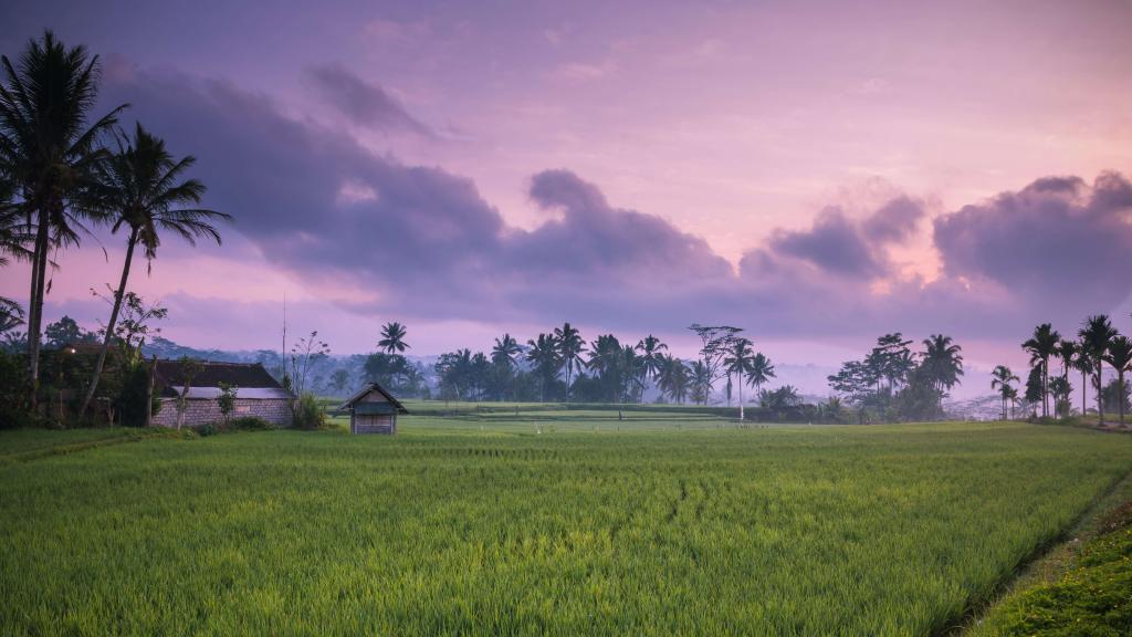 indonesie zonsopkomst boven rijsteveld bali
