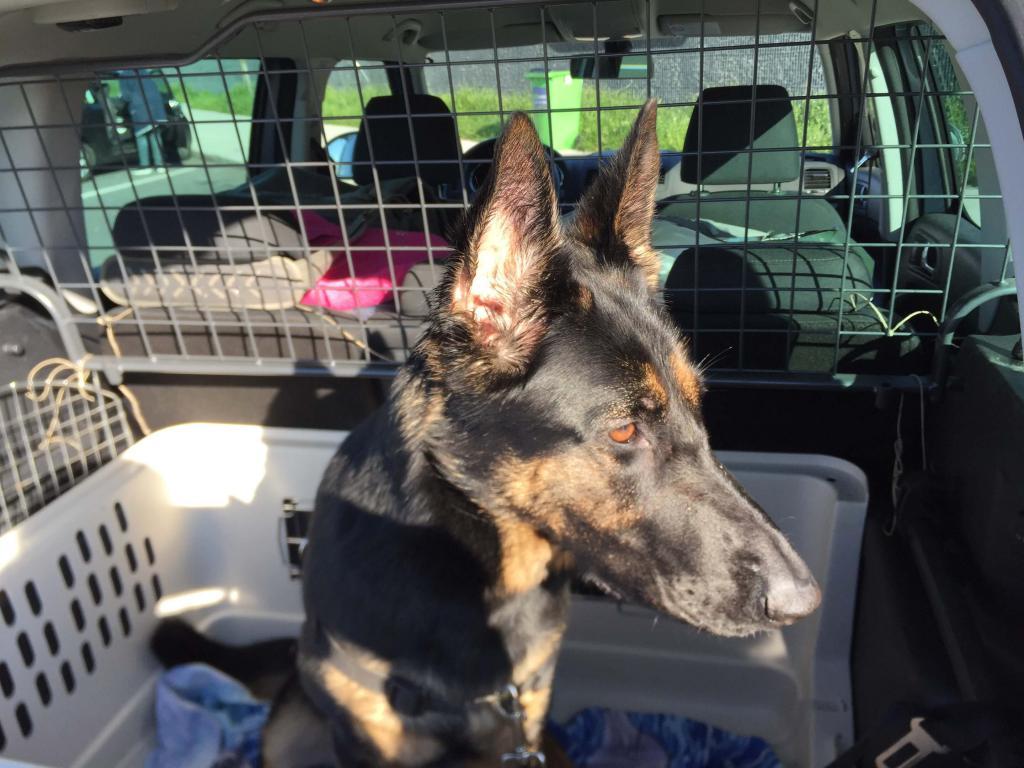 Onze hond Dex klaar voor een trip naar Normandie