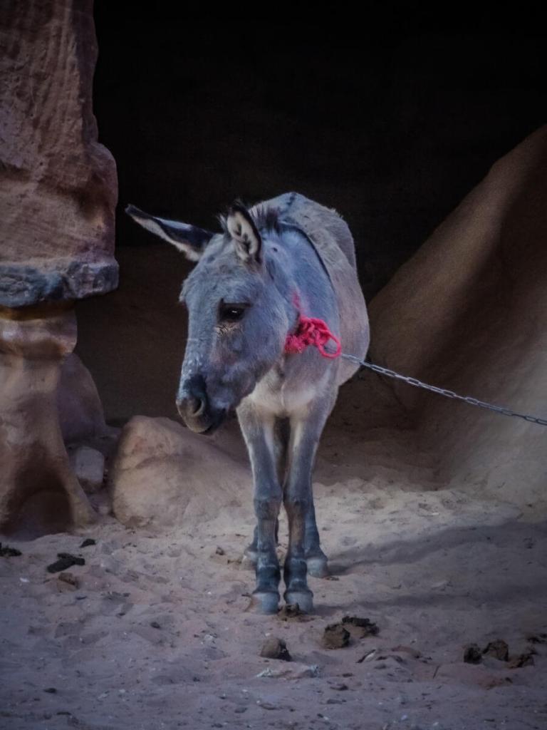 een ezelrit die je kunt doen in petra jordanie 