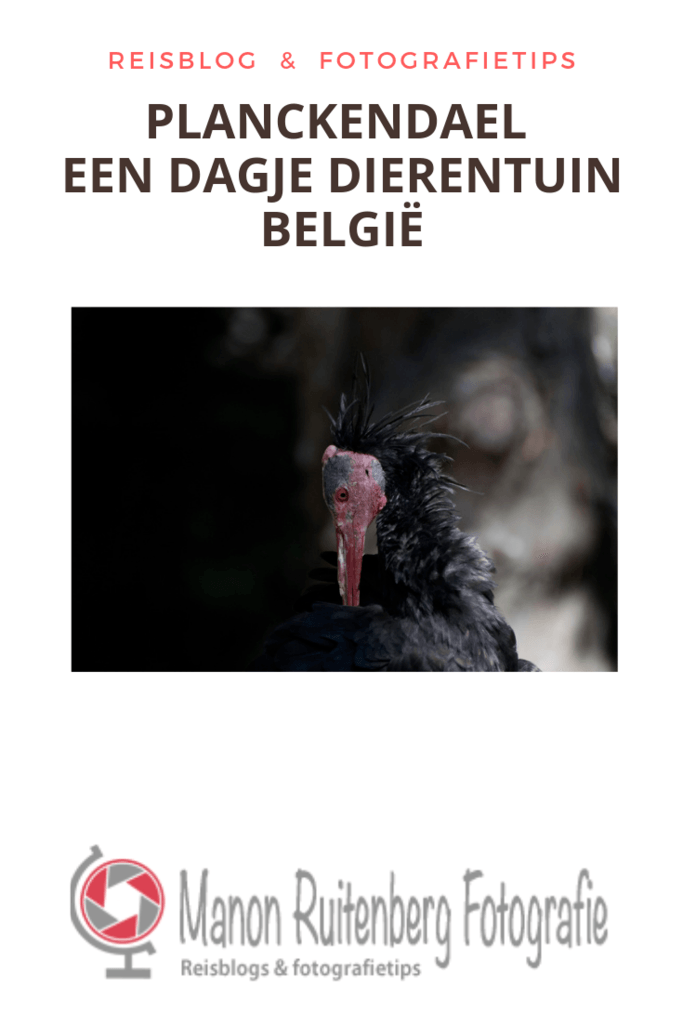 Planckendael een dagje uit dierentuin belgie