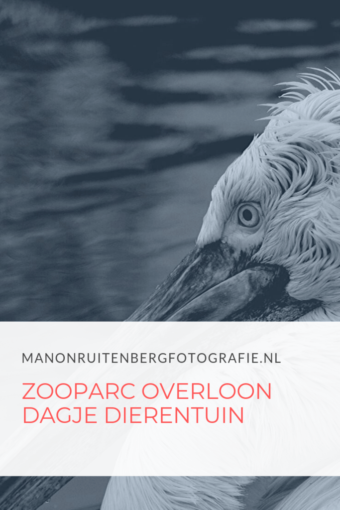 zooparc overloon 